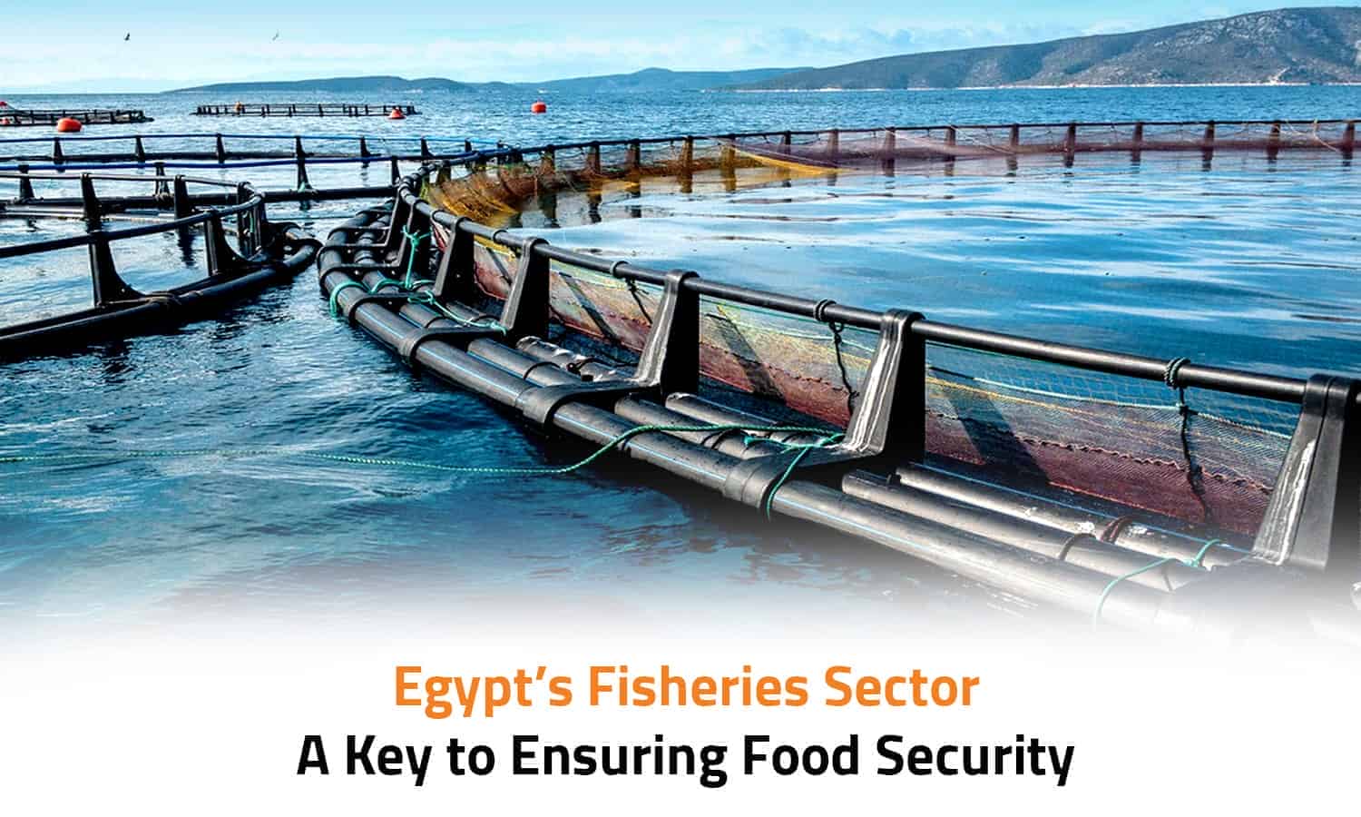 Egypt’s Fisheries Sector: A Key to Ensuring Food Security
